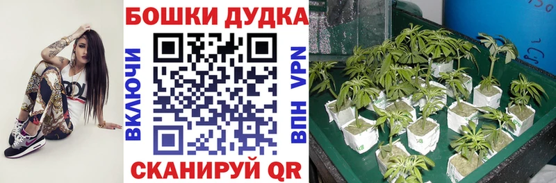Бошки Шишки тримм Нарткала